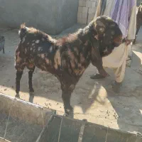 بز نر اصیل پاکستانی|حیوانات مزرعه|زاهدان, |دیوار