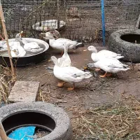 اردک مرواریدی و تک ماده کله سبز