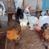 تخم مرغ برهما و محلی دورگ