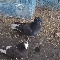 کفتر پرشی|پرنده|دماوند, دماوند|دیوار