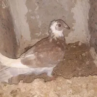 کفتر یکجا|پرنده|قهستان, |دیوار