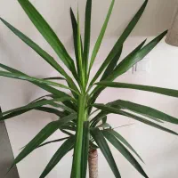 گل آپارتمانی مقاوم یوکا آگلونما برفی|گل و گیاه طبیعی|کرج, باغستان|دیوار