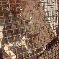 سگ نگهبان|سگ|رضوانشهر, |دیوار
