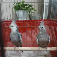 عروس هلندی ، خروس