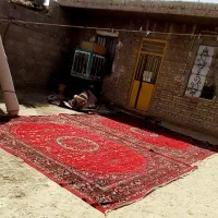 دو عدد فرش ۱۲ متری|فرش|زابل, |دیوار