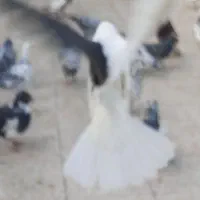 کبوتر چپ سیاه افغونی