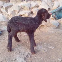 بره و بزغاله شیری