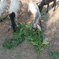 سه عدد کهر نر و سه عدد گیسه ویک عدد بز آبستن