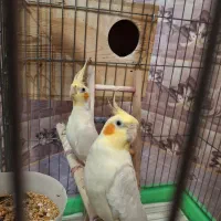 عروس هلندی
