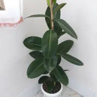 درختچه فیکوس