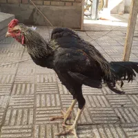 خروس لاری|حیوانات مزرعه|سلماس, |دیوار