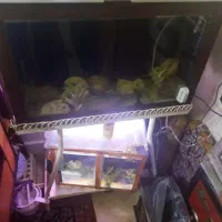 آکواریوم باکلبه وپایه اهنی|ماهی|اصفهان, مسجد مصلی|دیوار