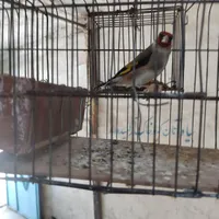 سهره|پرنده|سیرجان, |دیوار