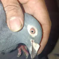 پلاکی|پرنده|اصفهان, گورت|دیوار