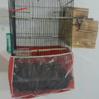 یک قفس ۱متری با لوازم