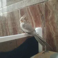 عروس هلندی