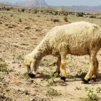 میش|حیوانات مزرعه|جیرفت, |دیوار