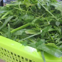 سبزی خوروش تازه|خوردنی و آشامیدنی|داراب, |دیوار