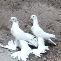جفت شاهیناقالان بالاآغ اوجا پاچااویناخ(کبوترپرنده