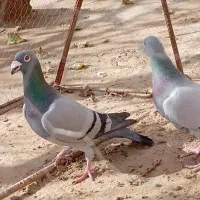 نره|پرنده|زهک, |دیوار