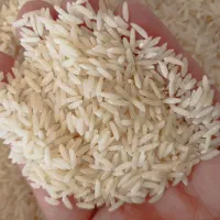 فروش برنج عمده هاشمی اعلا سورتینگ شده