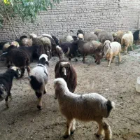 ۲۰ عدد بره|حیوانات مزرعه|ازنا, |دیوار