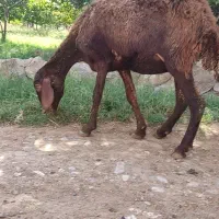 فروش یک راس شیشک افشاری