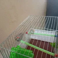 فنچ|پرنده|بندرعباس, |دیوار