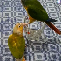 طوطی گرینچیک جوان ۱۰ ماهه|پرنده|اهواز, فاز ۲ پادادشهر|دیوار
