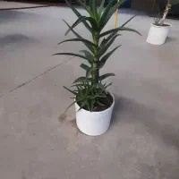 گل گندمی|گل و گیاه طبیعی|مشهد, ایثارگران|دیوار