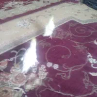 جوجه عروس هلندی