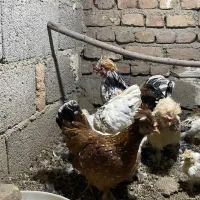 تخم نطفه دار پاکوتاه|حیوانات مزرعه|نوشین شهر, |دیوار