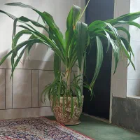 گل ذرتی