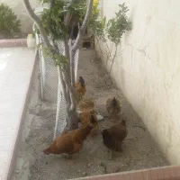 فروش ۶عدد مرغ رسمی تخم گذار خیلی خوب