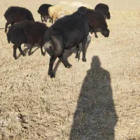 فروش یک عدد قوچ قزل سه سال|حیوانات مزرعه|کرفتو, |دیوار