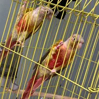 جفت گیرینچیک مولد آناناسی