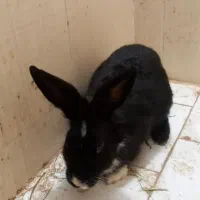 خرگوش نر بالغ جوان|موش و خرگوش|ساری, |دیوار