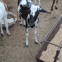 کهره گیسه داشتی آبستن|حیوانات مزرعه|خمیر, |دیوار