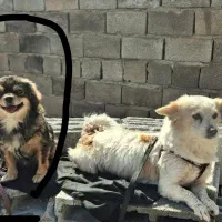 گمشده کوچه ۷نبوت