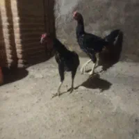 لاری|حیوانات مزرعه|الوند, |دیوار