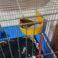 نرماده سوخته سیاه