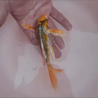 انواع ماهی کوی همه رنگ همه نژاد|ماهی|آمل, |دیوار