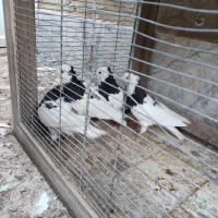 طوقی|پرنده|رفسنجان, |دیوار