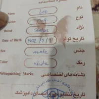 سگ شیتزو|سگ|شوشتر, |دیوار