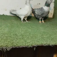 کفتر کله ، دم سفید ، خطی|پرنده|مشهد, ویلاشهر|دیوار