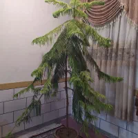 گل کاج مطبق