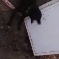 وگذاری سگ نگهبان شدید