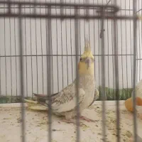 ماده کار داده 4تخم