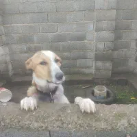 سگ گله|سگ|شلمان, |دیوار