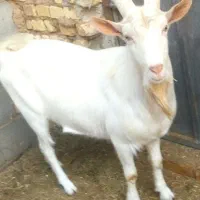 نر بز و فروش تعدادی بز سانن ابستن و زاییده  جوان